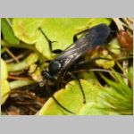 Anoplius viaticus - Wegwespe m001h 8mm - Sandgrube Niedringhaussee-det.jpg